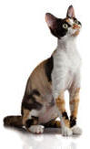 Devon Rex