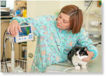 Veterinary Technician Dawn Hamill checks a patient's blood pressure.