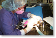 A veterinary nurse / licensed veterinary technician at The Cat Practice performs a dental cleaning under anesthesia.  More than 70% of cats get dental disease by age 3.