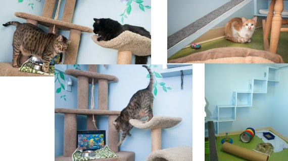 Kitty Camp boarding offers shared space in our playroom